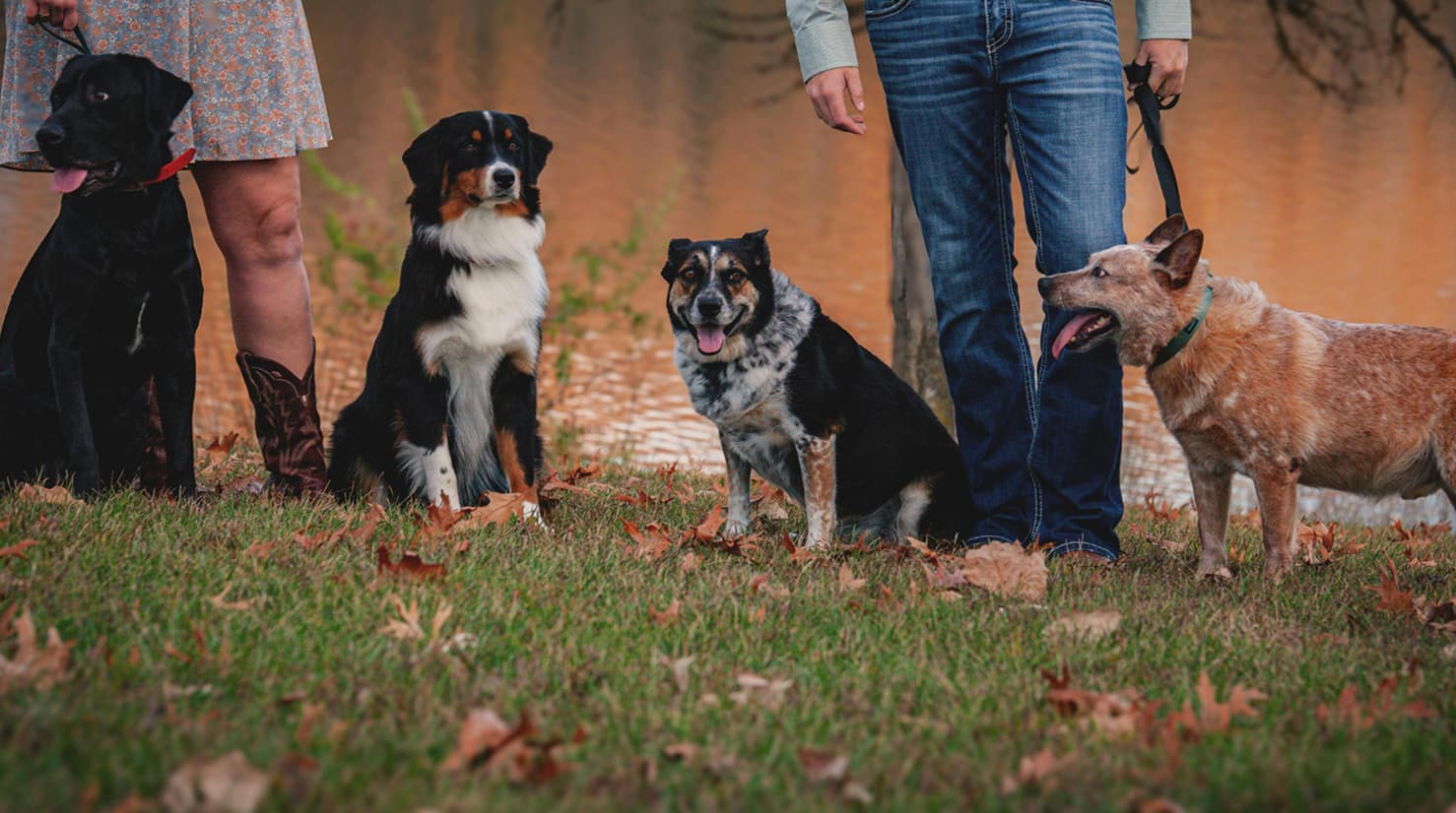 Povezovanje z drugimi psmi in lastniki